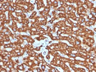 Immunohistochemistry-Paraffin: HSP60 Antibody (LK2) - Azide and BSA Free [NBP2-34671]