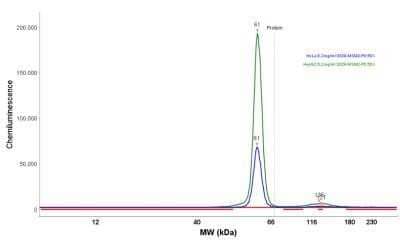 Simple Western: HSP60 Antibody (LK2)Azide and BSA Free [NBP2-34671]