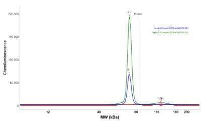 Simple Western: HSP60 Antibody (LK2) [NBP2-32867]