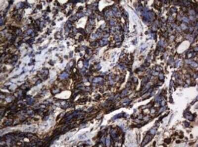 Immunohistochemistry: HSP60 Antibody (OTI3A2) - Azide and BSA Free [NBP2-70967]