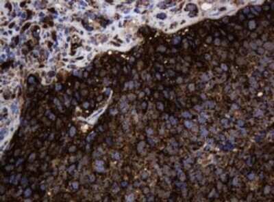 Immunohistochemistry: HSP60 Antibody (OTI3A2) - Azide and BSA Free [NBP2-70967]