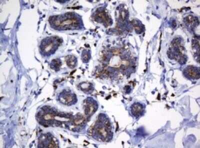 Immunohistochemistry: HSP60 Antibody (OTI3A2) - Azide and BSA Free [NBP2-70967]