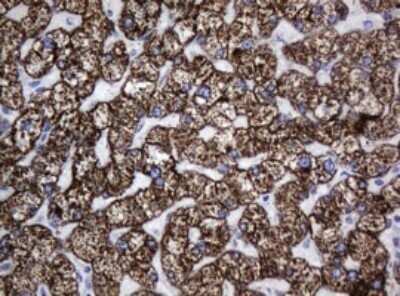 Immunohistochemistry: HSP60 Antibody (OTI3A2) - Azide and BSA Free [NBP2-70967]