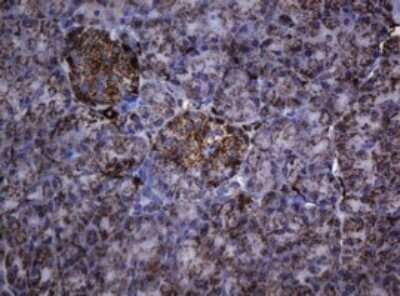 Immunohistochemistry: HSP60 Antibody (OTI3A2) - Azide and BSA Free [NBP2-70967]