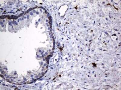 Immunohistochemistry: HSP60 Antibody (OTI3A2) - Azide and BSA Free [NBP2-70967]