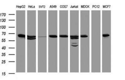 Western Blot: HSP60 Antibody (OTI3A2)Azide and BSA Free [NBP2-70967]
