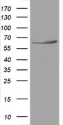 Western Blot: HSP60 Antibody (OTI3A2)Azide and BSA Free [NBP2-70967]