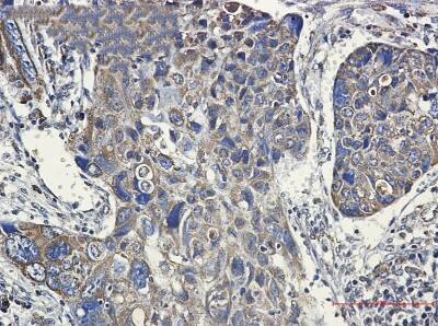 Immunohistochemistry-Paraffin: HSP60 Antibody (S02-5B7) [NBP3-19656]