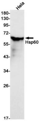 Western Blot: HSP60 Antibody (S02-5B7) [NBP3-19656]