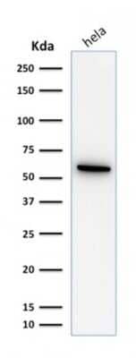 Western Blot: HSP60 Antibody (SPM253)Azide and BSA Free [NBP2-34734]