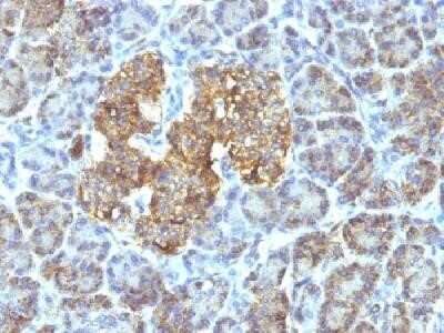 Immunohistochemistry-Paraffin: HSP60 Antibody (SPM253) - IHC-Prediluted [NBP2-44755]