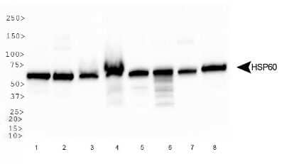 Western Blot: HSP60 AntibodyBSA Free [NBP1-77396]