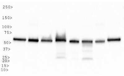 Western Blot: HSP60 AntibodyBSA Free [NBP1-77397]