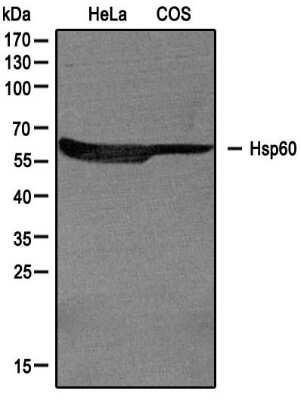 Western Blot: HSP60 AntibodyBSA Free [NBP1-77397]