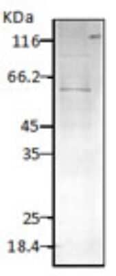 Western Blot: HSP60 Antibody [NBP2-12734]