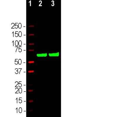 Western Blot: HSP60 Antibody [NBP3-05536]