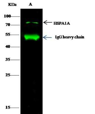 Immunoprecipitation: HSP70/HSPA1A Antibody (001) [NBP2-89951]