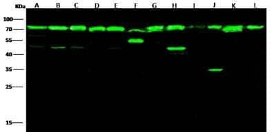 Western Blot: HSP70/HSPA1A Antibody (001) [NBP2-89951]