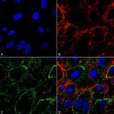 Immunocytochemistry/ Immunofluorescence: HSP70/HSPA1A Antibody (1H11) [NBP2-59339]