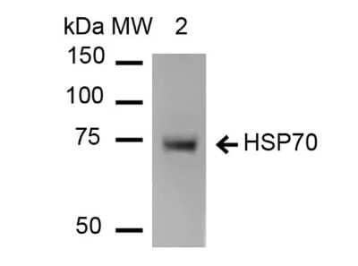 Western Blot: HSP70/HSPA1A Antibody (1H11) [NBP2-59339]