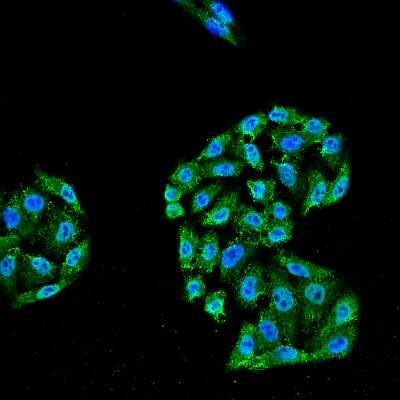 Immunocytochemistry/ Immunofluorescence: HSP70/HSPA1A Antibody (5A5) [NBP1-21690]