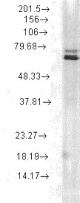 Western Blot: HSP70/HSPA1A Antibody (5A5) [NBP1-21690]