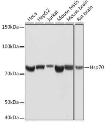 Western Blot: HSP70/HSPA1A Antibody (5U9A0) [NBP3-16482]