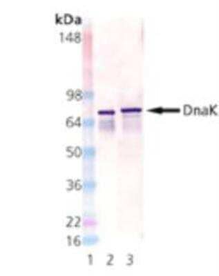 Western Blot: HSP70/DnaK Antibody (8E2/2) [NBP1-97490]