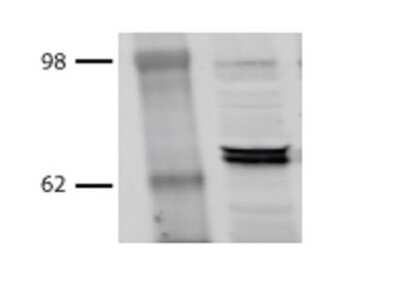Western Blot: HSP70/HSPA1A Antibody (BB70) [NB110-96427]