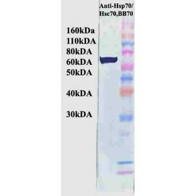 Western Blot: HSP70/HSPA1A Antibody (BB70) [NB110-96427]