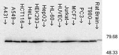 Western Blot: HSP70/HSPA1A Antibody (C92F3A-5) [NB110-61582]