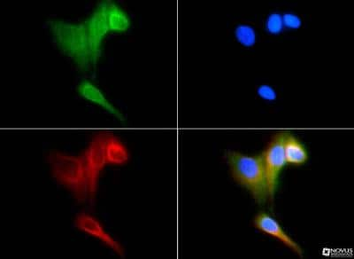 Immunocytochemistry/ Immunofluorescence: HSP70/HSPA1A Antibody - BSA Free [NBP1-77455]