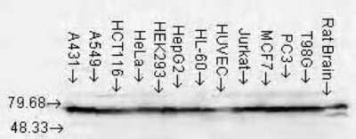 Western Blot: HSP70/HSPA1A Antibody (N27F3-4) [NB110-96425]