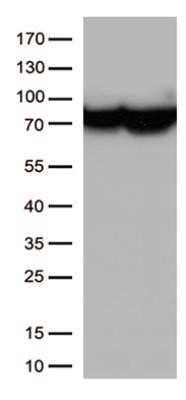 Western Blot: HSP70/HSPA1A Antibody (OTI3G9)Azide and BSA Free [NBP2-70954]