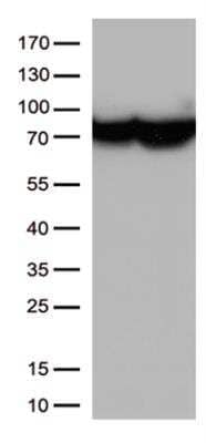 Western Blot: HSP70/HSPA1A Antibody (OTI3G9) [NBP2-02190]