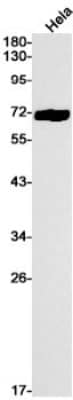 Western Blot: HSP70/HSPA1A Antibody (S01-6H6) [NBP3-19657]