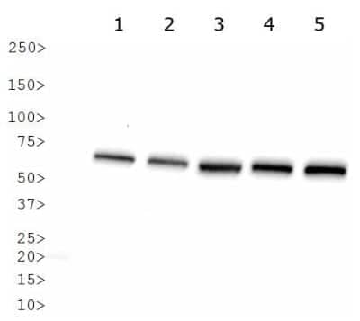 Western Blot: HSP70/HSPA1A AntibodyBSA Free [NBP1-77456]