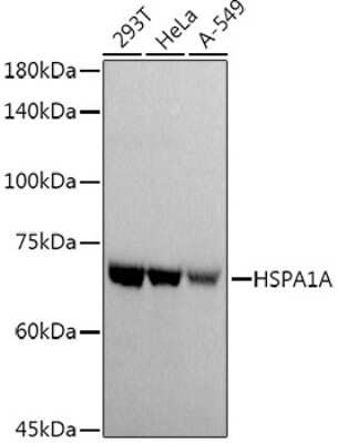 Western Blot: HSP70/HSPA1A AntibodyAzide and BSA Free [NBP3-16090]