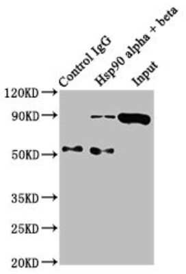 Immunoprecipitation: HSP90 Antibody (10D6) [NBP3-15144]