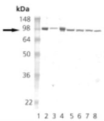 Western Blot: HSP90 Antibody (16F1) [NBP1-97506]