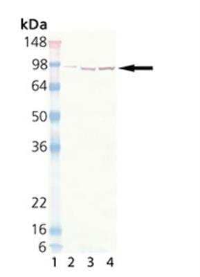 Western Blot: HSP90 Antibody (2D12) [NBP1-97450]