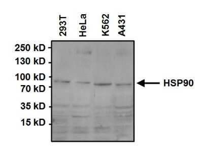 Western Blot: HSP90 Antibody (3B6) [NB120-5455]