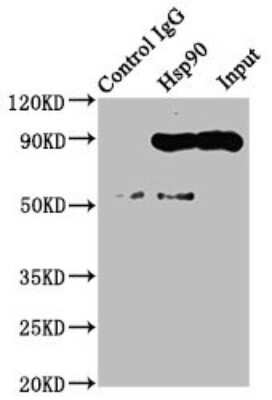 Immunoprecipitation: HSP90 Antibody (4B5) [NBP3-15145]