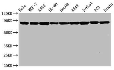 Western Blot: HSP90 Antibody (4B5) [NBP3-15145]