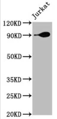 Western Blot: HSP90 Antibody (4D1) [NBP3-15147]