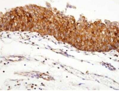 Immunohistochemistry-Paraffin: HSP90 Antibody (4F10) - BSA Free [NBP1-04301]