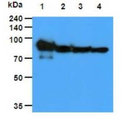 Western Blot: HSP90 Antibody (4F10)BSA Free [NBP1-04301]