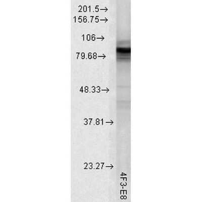 Western Blot: HSP90 Antibody (4F3.E8) [NBP2-12878]