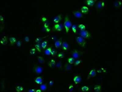 Immunocytochemistry/ Immunofluorescence: HSP90 Antibody (4F8) [NBP3-15146]