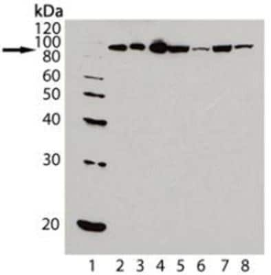 Western Blot: HSP90 Antibody (AC88) [NB100-1972]